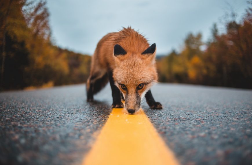 Mozilla Suspended Firefox Send