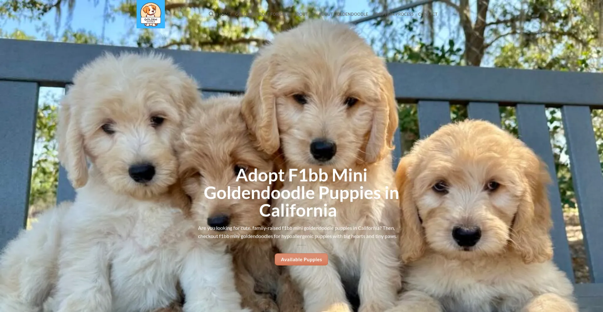 Website screenshot of F1bbminigoldendoodle.com