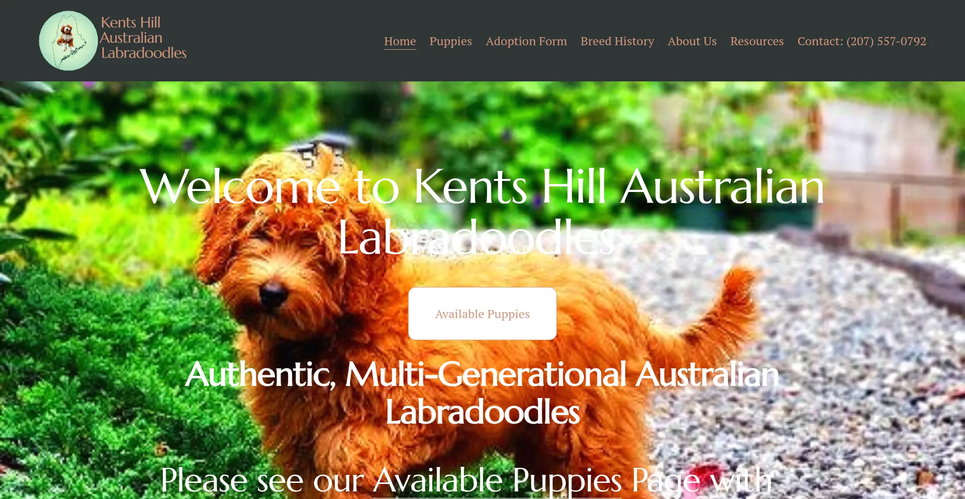 Website screenshot of Kentshilllabradoodles.com