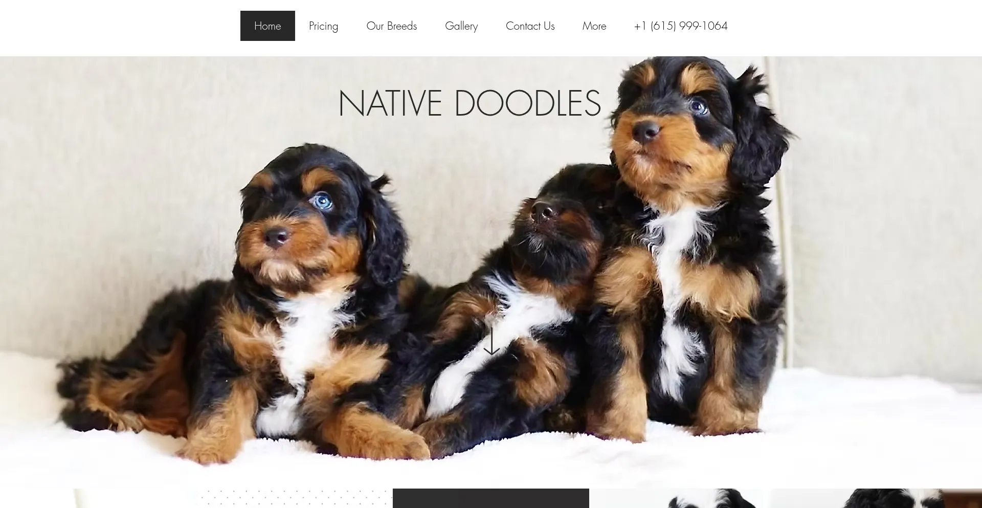 ¿És Seguro y Confiable Nativedoodles.com?