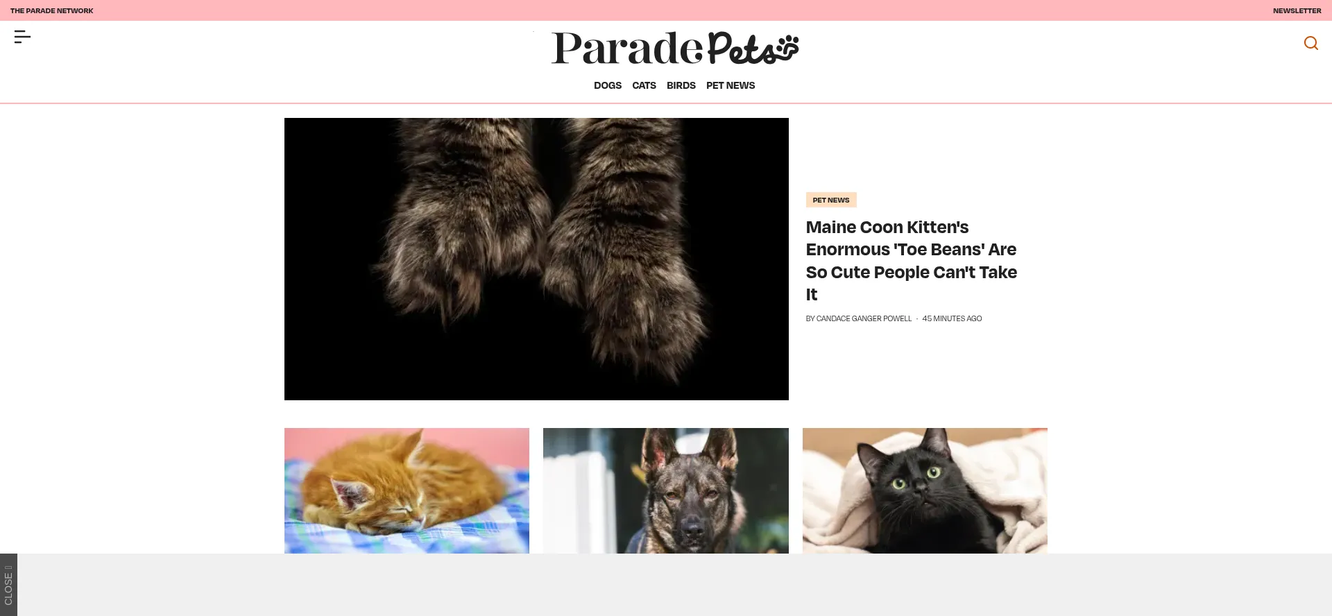 ¿És Seguro y Confiable Paradepets.com?
