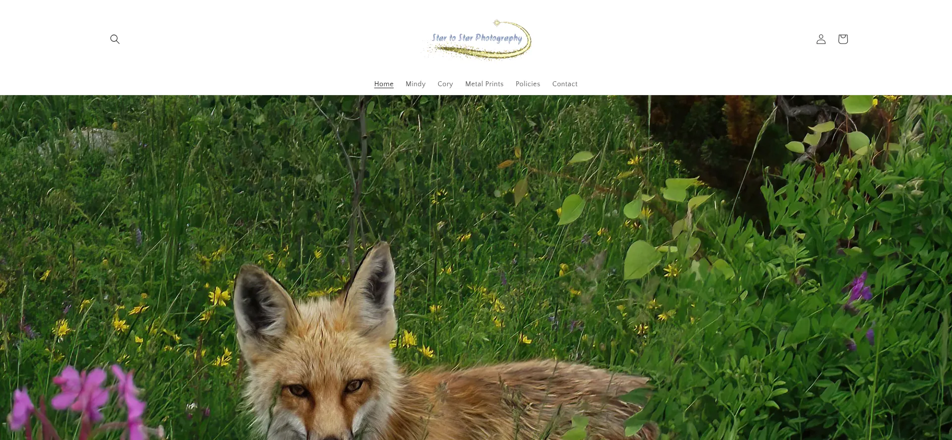 Website screenshot of Startostarphotography.com